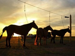 Залуус монгол морины соёлыг өвлөн тээж, түгээн дэлгэрүүлэх сонирхолтой байна