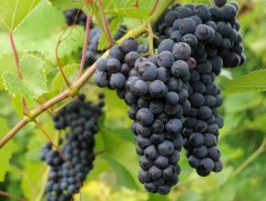 Усан үзмийн нэг модноос 9-18 кг жимс хураах боломжтой