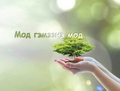 Мод буюу хангай