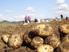 10 нэр төрлийн хүнсний ногооны тонн тутамд 100 мянган төгрөгийн урамшуулал олгоно