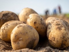 Энэ онд төмс, хүнсний ногооны тариалалт хоёр дахин нэмэгджээ