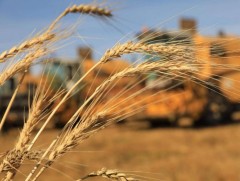 Улаанбуудай, төмсний хэрэгцээг 100 хувь хангана 