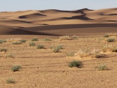 Монгол Улсын газар нутгийн 76.9 хувь нь цөлжилт, газрын доройтолд өртжээ