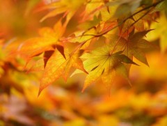 Шинэ сарын шинж