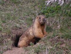 Архангай аймгийн 4 сум тарваган тахлын голомттой