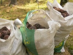 Иргэд хуулийн хугацаанаас сар гаруйн өмнө хуш модны самрыг түүж эхэлжээ