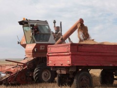 Сэлэнгэ аймгийн Цагааннуур сумын тариа хураалт 50 гаруй хувьтай байна