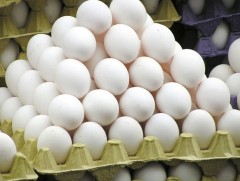 Манай улс өндөгний хэрэглээний 60 хувийг дотоодоосоо хангадаг