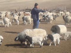 Дурангийн мэс заслын аргаар шилмэл үүлдрийн хонинд хиймэл хээлтүүлэг хийлээ