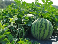 Ховдын тарвас, Булганы жимс, жимсгэнийг газар зүйн заалтад оруулна 