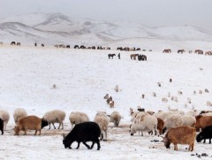 Таван аймгийн 15 суманд зуд болох эрсдэл өндөр байна