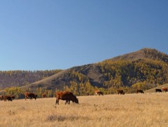 Нийтийг малжуулах 