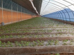 Гучин хэмийн хүйтэнд нарийн ногоо ургуулдаг өвлийн хүлэмж ажиллаж байна