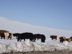 Цагийн хүрд: Өвөлжилтийн нөхцөл байдлын талаар... 