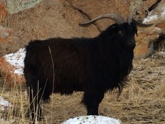 Цагаан-Овоо суманд 