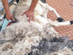 Хонины ноосоор хийсэн бордоо ургамлыг тэтгэхийн зэрэгцээ хөрсийг сийрэгжүүлдэг