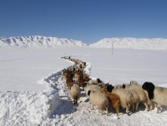 Ховд аймгийн зарим суманд уулархаг газраа 60 см зузаан цастай байна