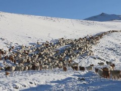 Сэлэнгэ: Бэлчээрийн даац хэд дахин хэтэрсэн нь өвөлжилтөд нөлөөлж байна