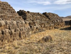 Орон нутагт өвс, тэжээлийн үнэ өндөр байна