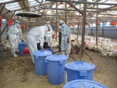 Японд шувууны томуугийн тохиолдол урьд байгаагүйгээр нэмэгджээ