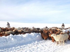 Төв аймгийн зургаан суманд зуд болж байна