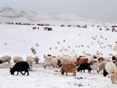 Бог малын мялзан болон хонины цэцэг өвчний тархалт нэмэгджээ