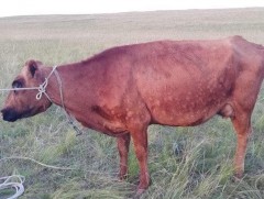 Өнгөрсөн онд мал, амьтны 20 гаруй төрлийн халдварт өвчин бүртгэгджээ