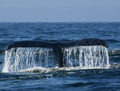 НҮБ-ын гишүүн орнууд гадаад далайг хамгаалах тухай хэлэлцээр эцэслэн боловсруулжээ 