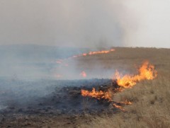 Сүхбаатар аймагт хээрийн түймэр гарч 500 орчим га талбай өртжээ 