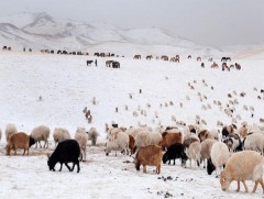 Улсын хэмжээнд бог малын мялзан өвчний тархалт өндөр байна