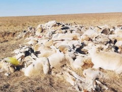 Дорнод аймагт үүссэн нөхцөл байдалтай холбогдуулан Засгийн газрын ажлын хэсэг байгуулагдлаа