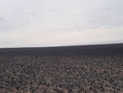 Хээрийн түймрийн 5 дуудлага бүртгэгдэж, мөрдөн шалгах ажиллагаа явуулж байна