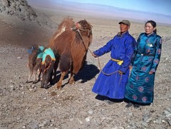 Говь-Алтай аймгийн Халиун суманд Ингэ ихэрлэжээ