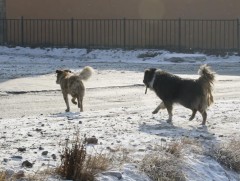 Эзэнгүй нохой, муур устгах ажлыг зохион байгуулжээ