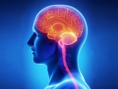 Вирусын гаралтай менингит халдвар гэж юуг хэлэх вэ?