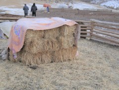 Малчдын түвшинд бэлтгэсэн өвс, тэжээл 80 хувийг зарцуулаад байна