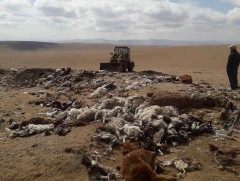 Малын сэг зэмийг ил задгай хаях нь халдварт өвчний голомтыг үүсгэдэг 