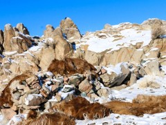 Архангай аймагт малын зүй бус хорогдол 200 мянгад хүрчээ