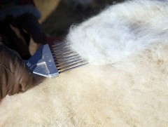 Энэ жил ноолуур худалдан авалтад зориулж 500 тэрбум төгрөгийн хөнгөлөлтэй зээл олгоно