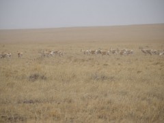 Аргаль хонь, саарал чоно, монгол тарваганы дошинд хөдөлгөөн мэдрэгч камер байршуулав
