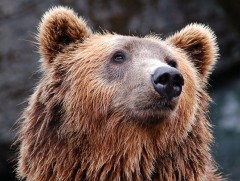 Сэрэмжлүүлэг: Булган аймагт уулнаас бууж ирсэн баавгай удаа дараа мал барьж иджээ