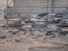 Халхгол сумын түймэрт 13 айлын гэр, 3000 гаруй мал сүрэг өртжээ