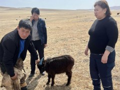 Малын гоц халдварт өвчний гаралт, тархалтыг таслан зогсоох гурван Ажлын хэсэг ажиллаж байна 