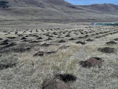 Алимны мод тарих аян энэ сарын 20 хүртэл үргэлжилнэ