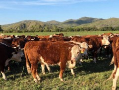 Зохиомол хээлтүүлгийг ашиглан мах сүүний чиглэлийн төл бойжуулж байна