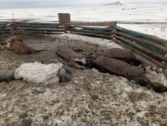 Энэ онд 700 орчим мянган мал хорогджээ