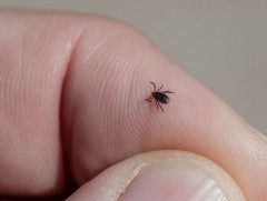 Халдвартай хачигт хазуулснаа мэдэлгүй удаан хугацаанд байвал амь насанд хүрэх эрсдэлтэй