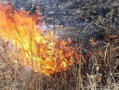 Хог түлсний уршгаар 0.5 га талбай шатжээ 