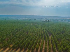 Сэлэнгэ: Тужийн нарсан ойг нөхөн сэргээх, ойжуулах ажил тасралтгүй үргэлжилж байна