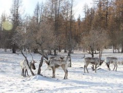 Цаа бугын тоо толгой 2400 болж өсжээ 